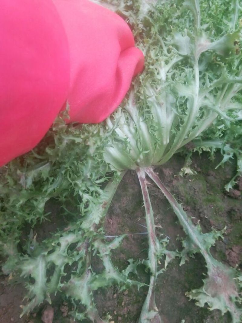 苦菊12~15cm
