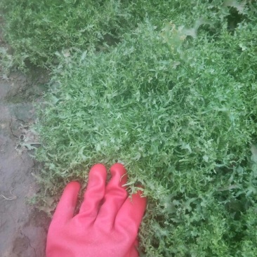苦菊12~15cm