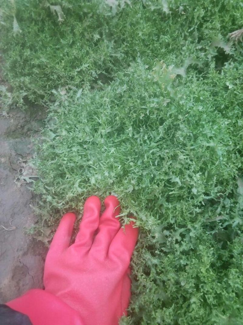 苦菊12~15cm