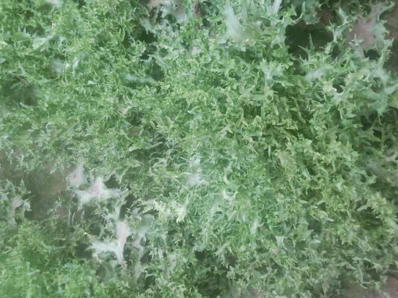 苦菊12~15cm