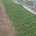 苦菊12~15cm