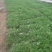 苦菊12~15cm