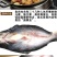 巴沙鱼