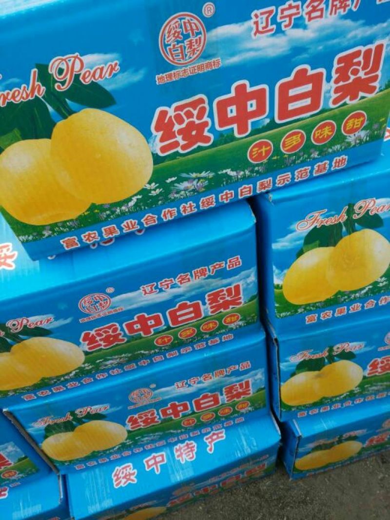 绥中优质绥中大白梨口感甜脆产地对接大量供应