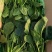 全能菠菜20~25厘米