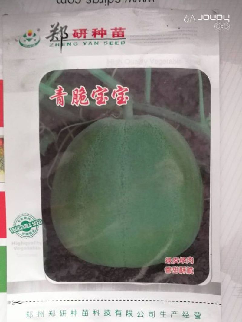 绿甜宝甜瓜种子
