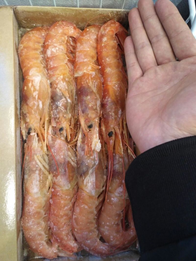 阿根廷红虾L1