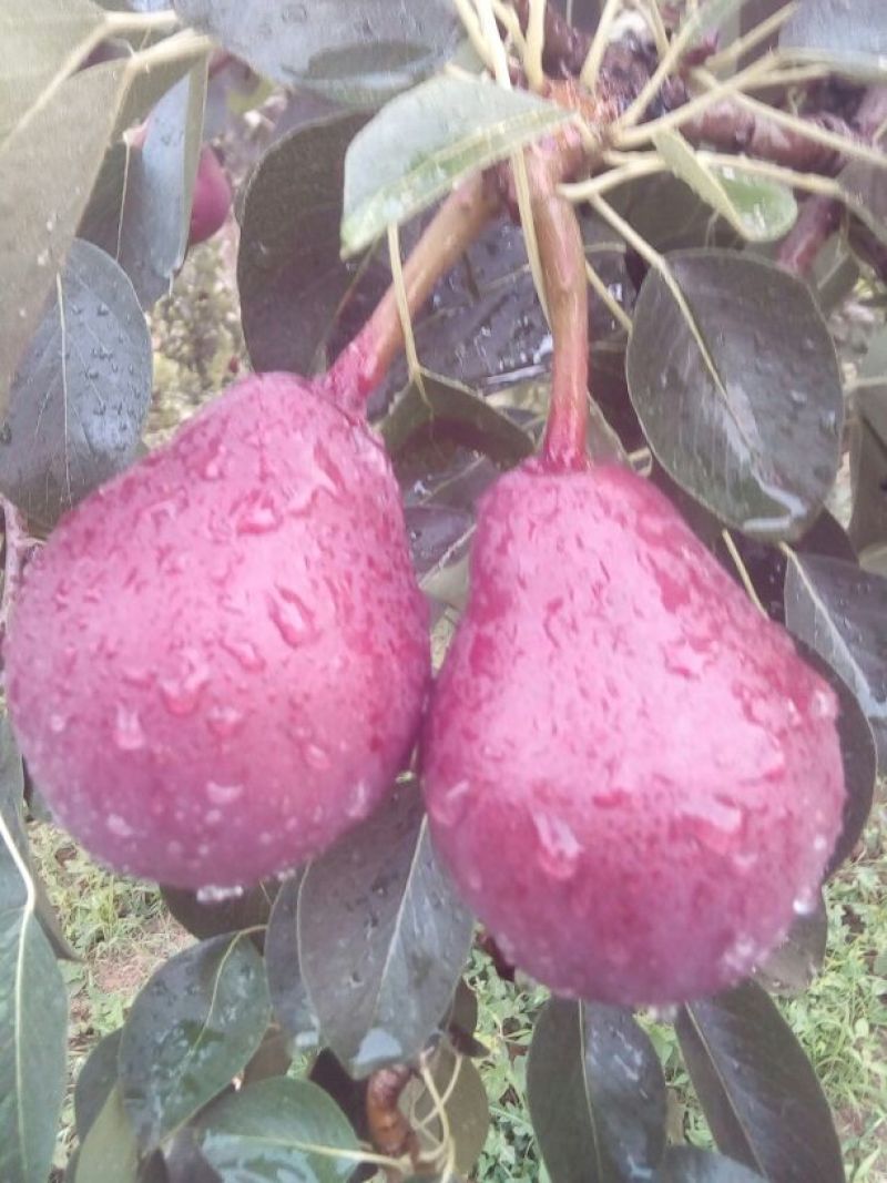 梨树2~4cm0.5~1米