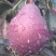 梨树2~4cm0.5~1米