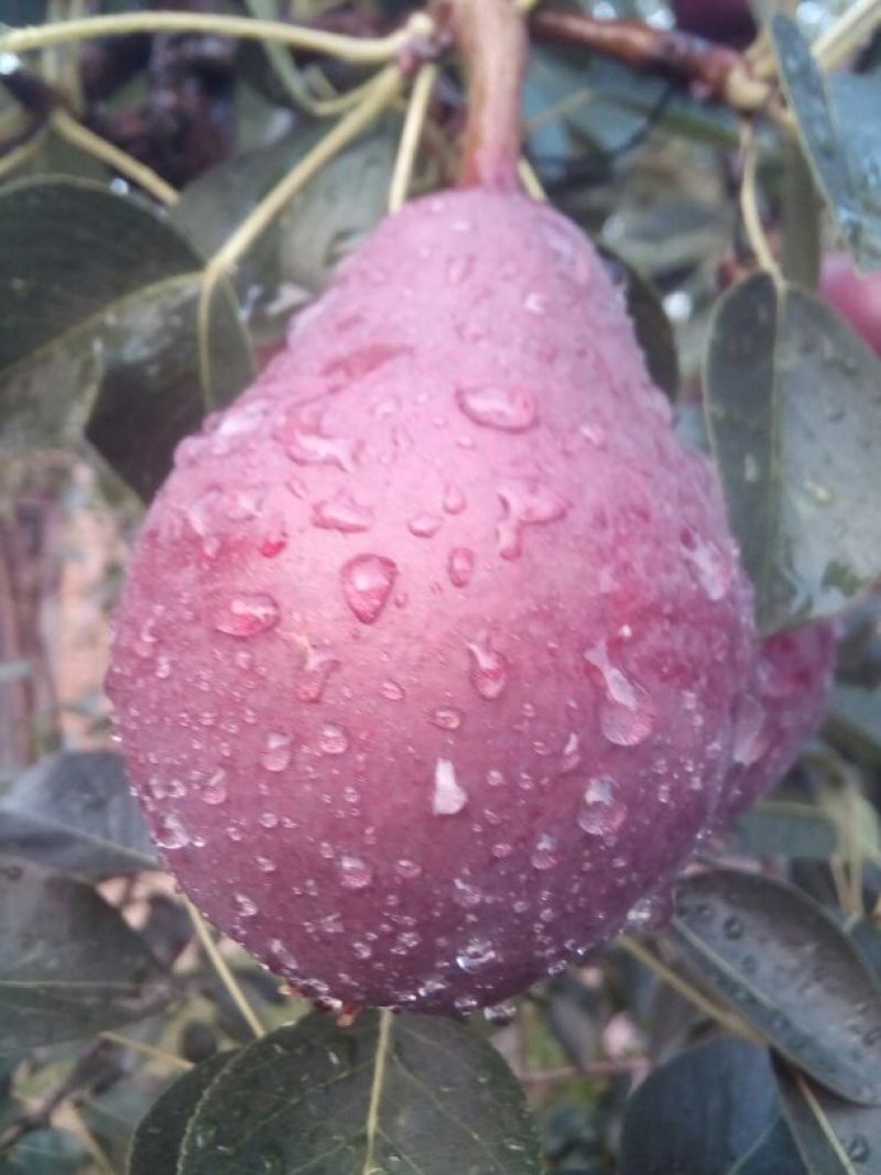 梨树2~4cm0.5~1米