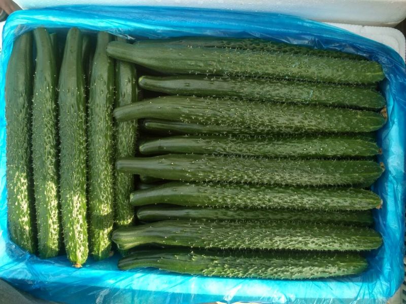密刺黄瓜干花带刺25公分以上
