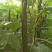 密刺黄瓜干花带刺25公分以上