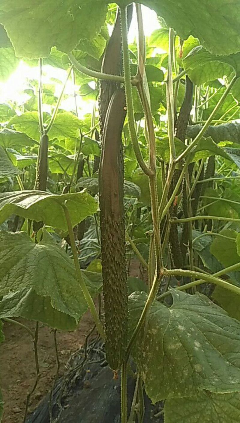 密刺黄瓜干花带刺25公分以上