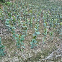 茶花树30~50cm