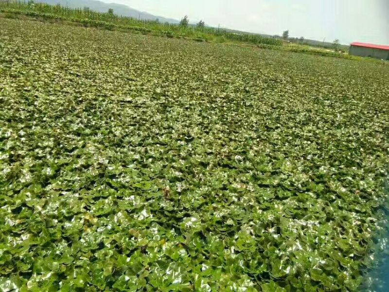 菱角苗，菱角种，大青菱角苗，优质高产，包成活