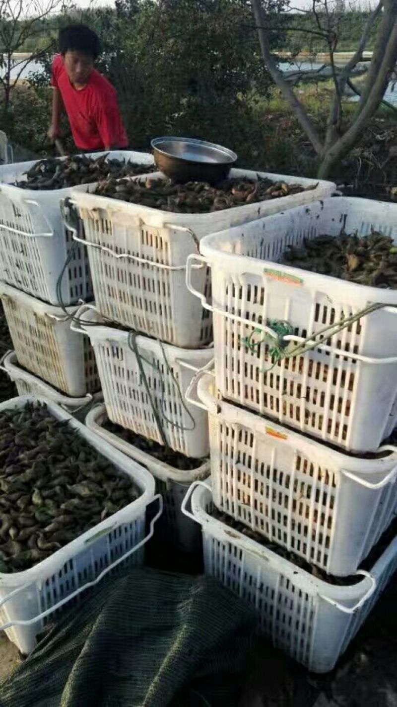 菱角苗，菱角种，大青菱角苗，优质高产，包成活