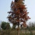 池杉10~12cm12~14cm1.5~2米