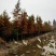 池杉10~12cm12~14cm1.5~2米