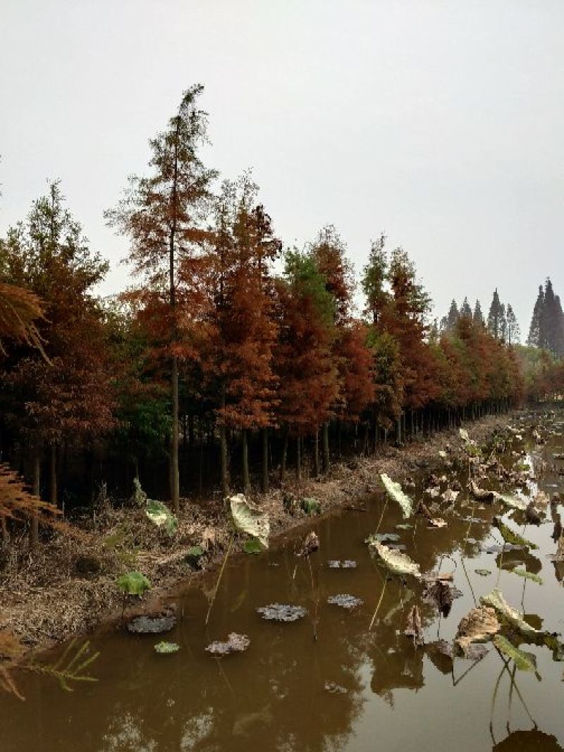 池杉10~12cm12~14cm1.5~2米