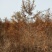池杉10~12cm12~14cm1.5~2米