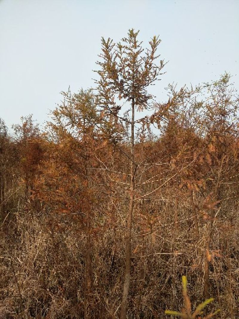池杉10~12cm12~14cm1.5~2米
