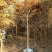 池杉10~12cm12~14cm1.5~2米