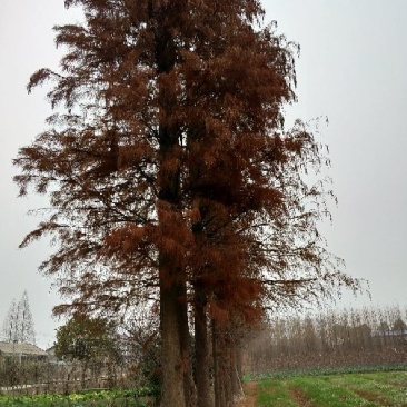 池杉10~12cm12~14cm1.5~2米