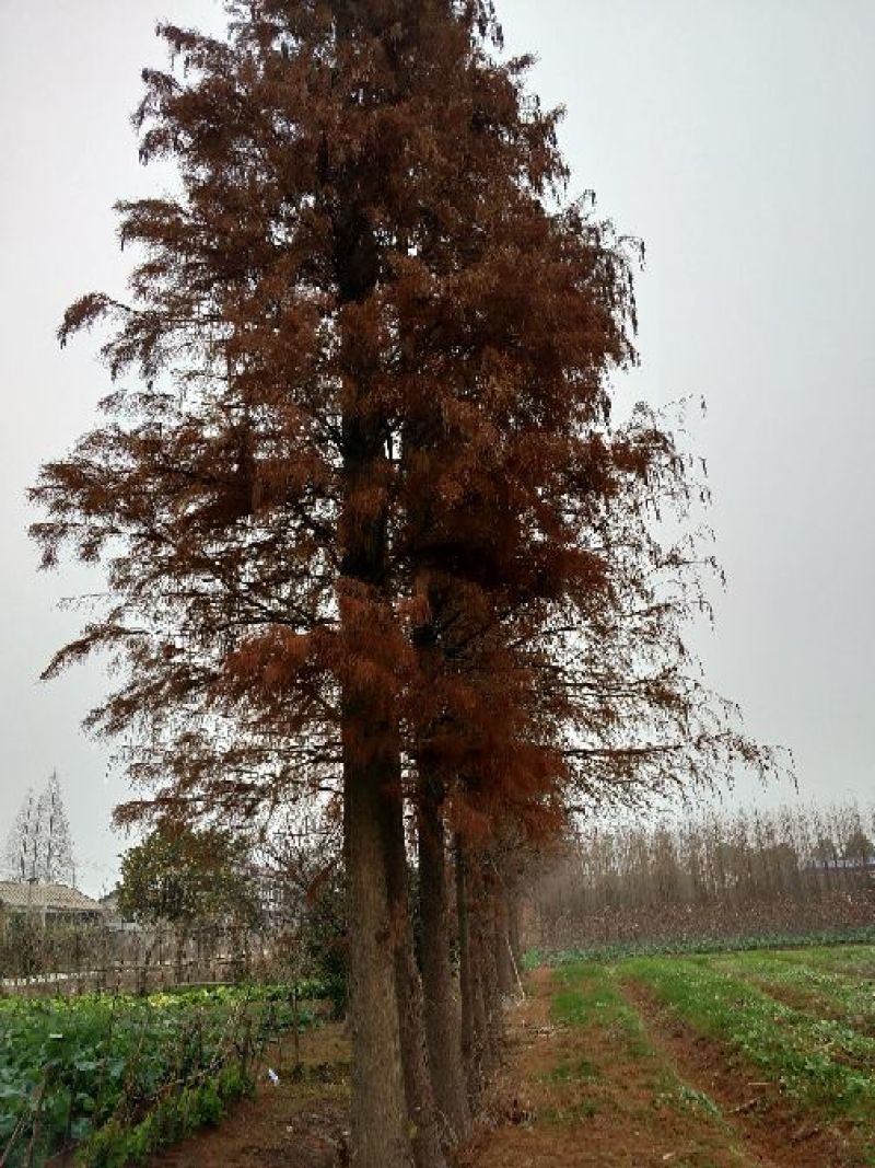 池杉10~12cm12~14cm1.5~2米