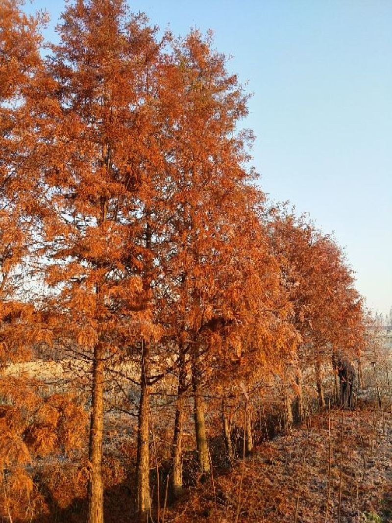 池杉10~12cm12~14cm1.5~2米