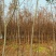池杉10~12cm12~14cm1.5~2米