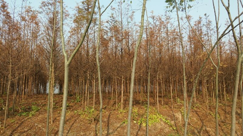 池杉10~12cm12~14cm1.5~2米