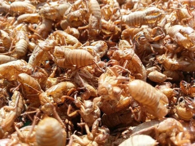 金蝉蜕竹林货无泥沙提供大货