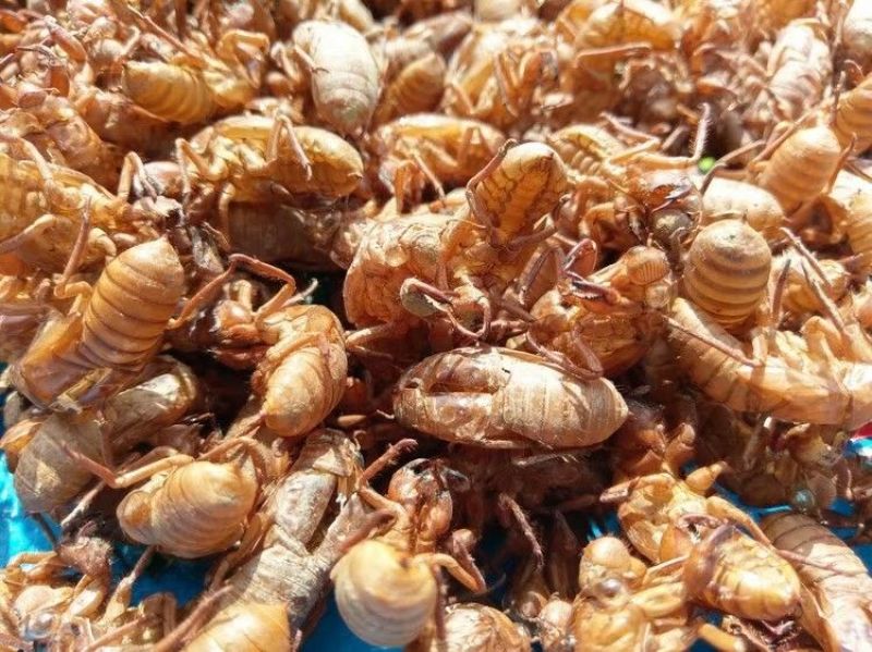 金蝉蜕竹林货无泥沙提供大货