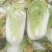 大白菜4~6斤净菜