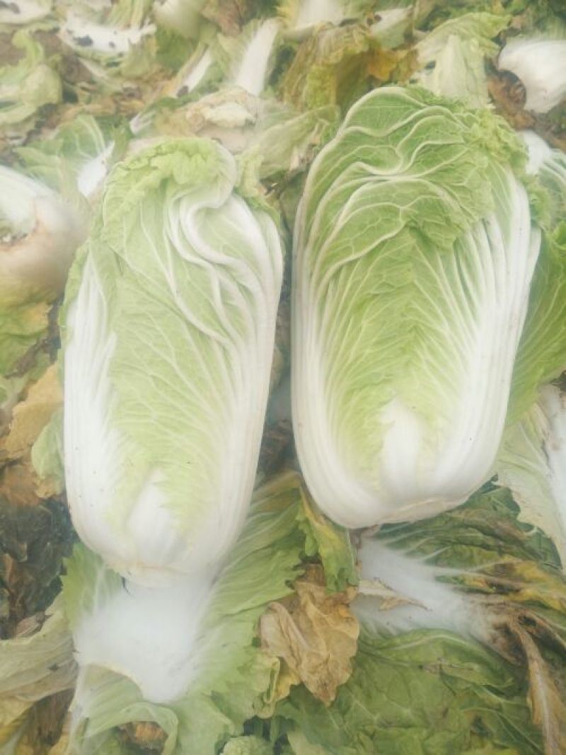 大白菜4~6斤净菜