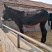 肉驴！德州驴，德州肉驴，肉驴苗，驴驹！山东万头养殖场！