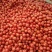 硬粉西红柿通货硬粉弧三以上质量好价格便宜