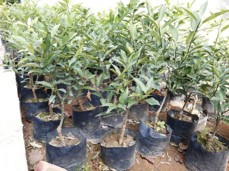 包邮新品种脆蜜金桔苗果树苗四季脆皮金桔苗嫁接树苗盆栽当年