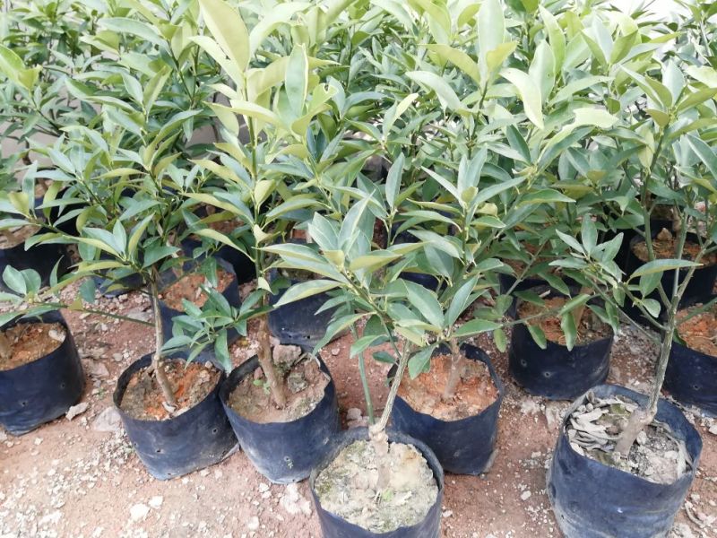 包邮新品种脆蜜金桔苗果树苗四季脆皮金桔苗嫁接树苗盆栽当年
