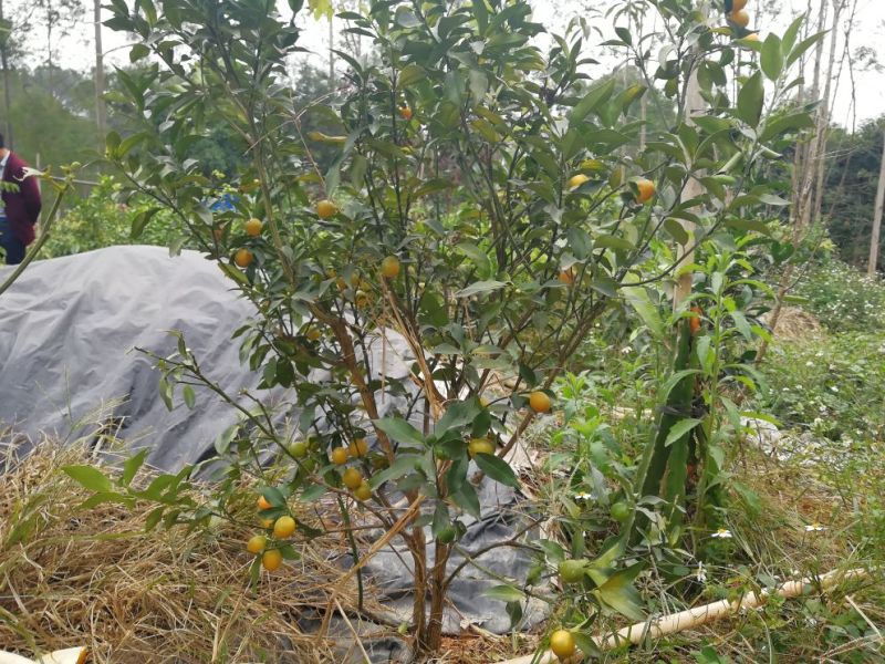 包邮新品种脆蜜金桔苗果树苗四季脆皮金桔苗嫁接树苗盆栽当年