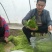 芦篙
