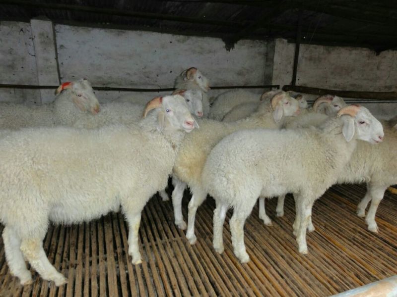 杜寒杂交羊种羊肉羊大量出栏，全国送货，货到付款