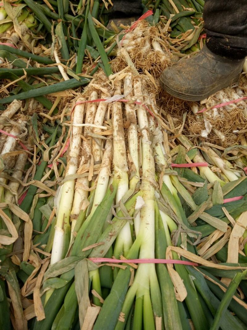 河南精选大葱钢葱毛葱精品2cm45cm坏烂包赔