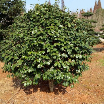 茶梅2~4cm4cm以下3~3.5米