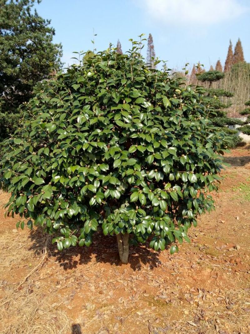 茶梅2~4cm4cm以下3~3.5米