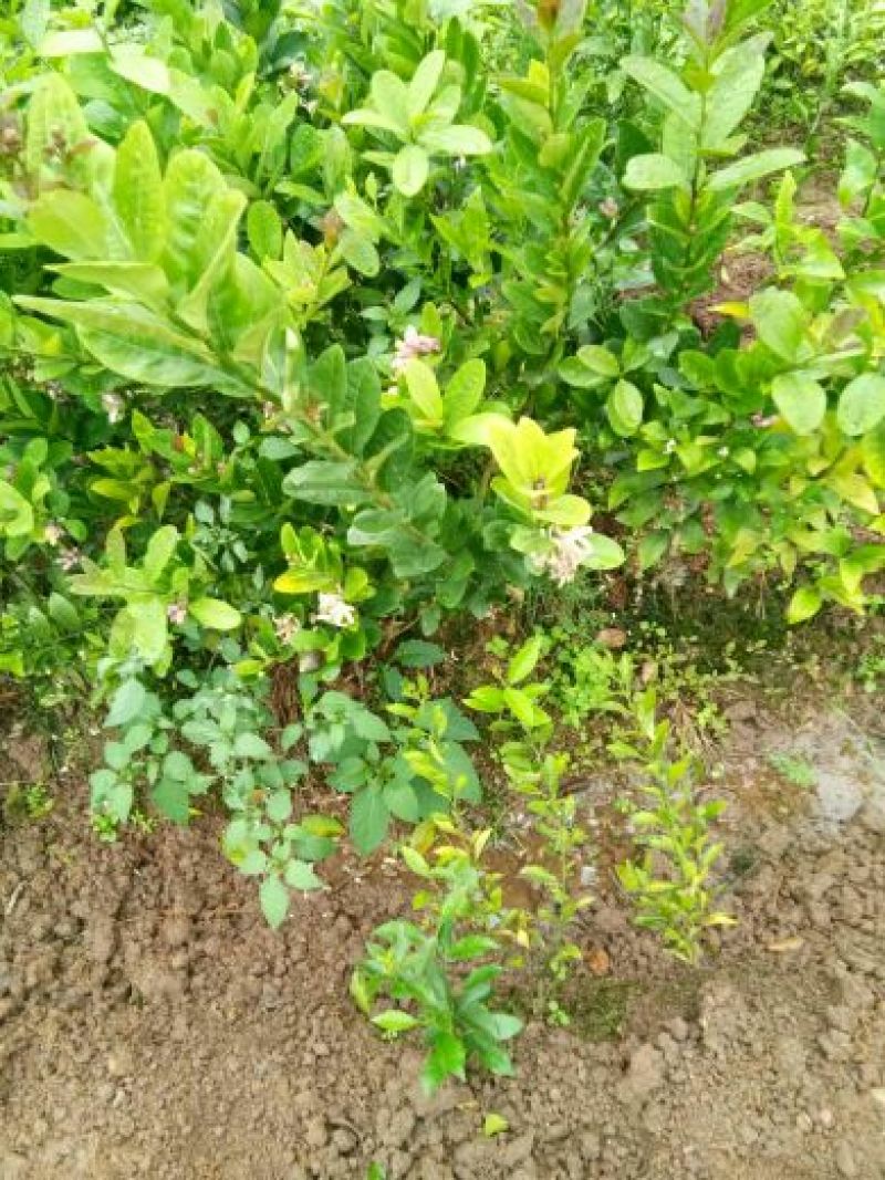 广东香水柠檬苗货源充足量大从优欢迎选购