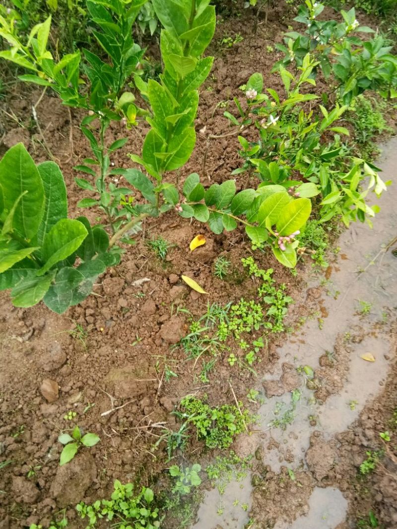 广东香水柠檬苗货源充足量大从优欢迎选购