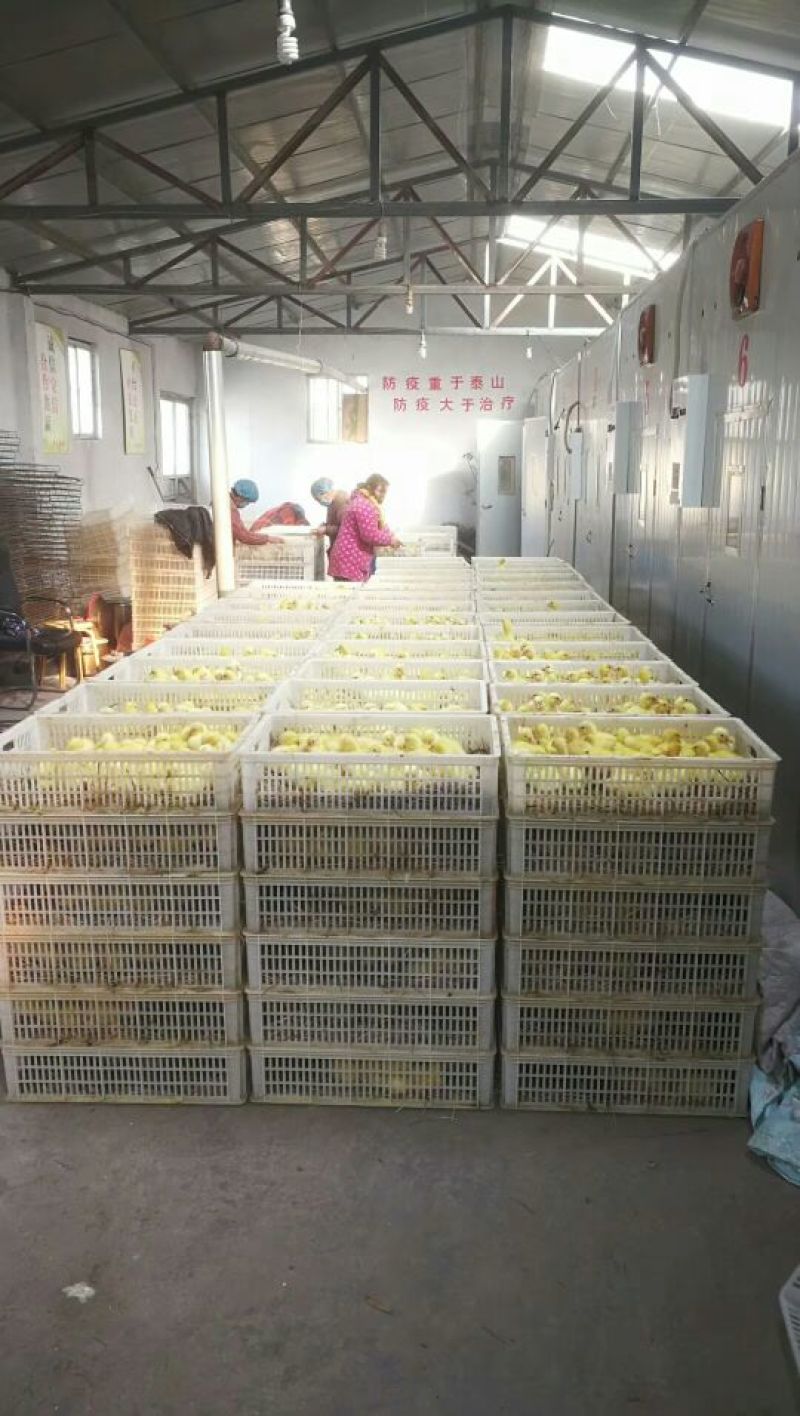 皖西白鹅鹅苗0.5斤以下