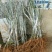 水蜜桃树苗阳台家庭后院盆栽种植成活率高产量高，