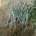 水蜜桃树苗阳台家庭后院盆栽种植成活率高产量高，